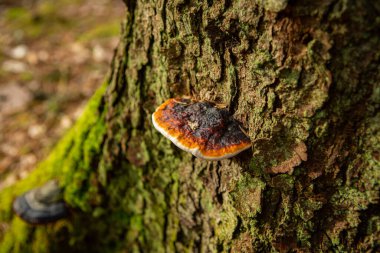 Yosun ağacının gövdesinde ağaç mantarı