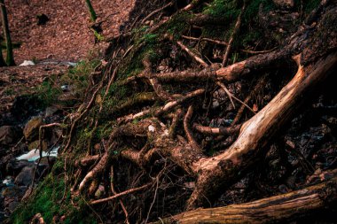 İsveç ormanlarında ağaç kökleri