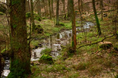Vedema, Hassleholm 'deki İsveç ormanlarında dere.