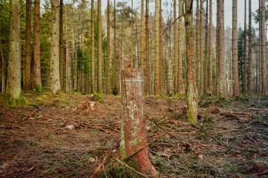 Güney İsveç 'te ormanların tahrip edilmesi