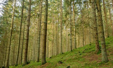 İsveç, Vedema 'daki orman manzarası