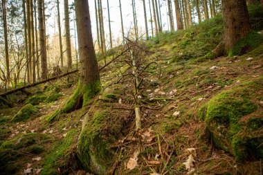 Vedema doğa koruma alanındaki İsveç ormanı, Hassleholm