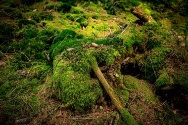 İsveç 'teki yosunlu yeşil orman