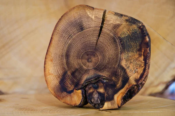 Image of a turtle on acacia wood slice