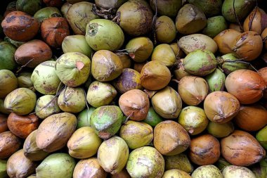 Canlı bir hindistan cevizi yığını, yeşilden kahverengiye çeşitli olgunluk evrelerini sergiliyor. Tropikal içecekler, yemek pişirme ve doğal malzemeler için mükemmel.