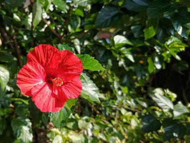 Canlı kırmızı bir amber çiçeği, güneşin altında ışıl ışıl açıyor, narin taç yapraklarını sergiliyor ve yemyeşil bir arka plana çarpıyor. Tropik güzelliğin ve sıcaklığın sembolü.