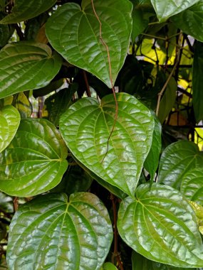 Canlı yeşil Betel yaprakları (Daun Sirih), Güneydoğu Asya 'da geleneksel tıbbi ve kültürel kullanımlarıyla bilinen yaygın bir bitki..