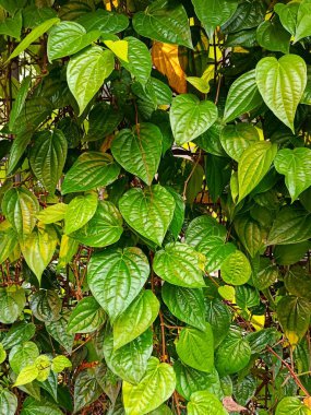 Canlı yeşil Betel yaprakları (Daun Sirih), Güneydoğu Asya 'da geleneksel tıbbi ve kültürel kullanımlarıyla bilinen yaygın bir bitki..
