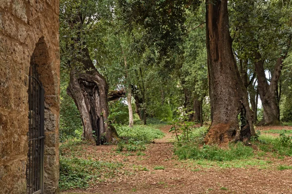 ストリ ヴィテルボ ラツィオ イタリア 古代の神聖な森の公園 エトルリアの考古学遺跡に近い世俗的なホルムオークの森 — ストック写真