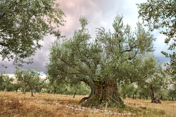 Giano Dellumbria Perugia Italy Very Ancient Olive Tree 1700 Years — Stock Photo, Image