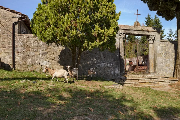 ペシア ピストリア トスカーナ イタリア カステルヴェッキオのハムレットにある中世教会の近くの放牧ヤギの古い墓地への入り口 — ストック写真