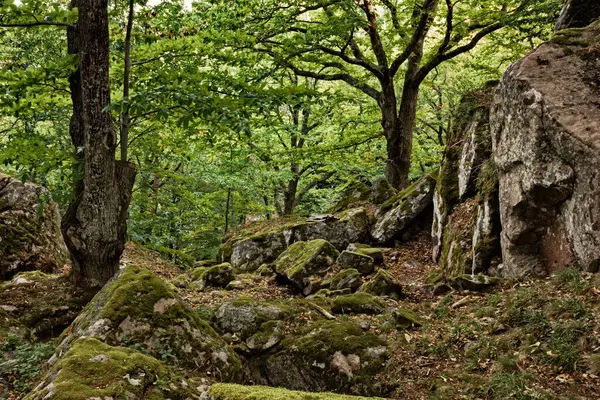 Seggiano, Grosseto, Tuscany, İtalya: Amiata Dağı yanardağının eski patlamalarından oluşan kaya oluşumlarıyla birlikte kestane ormanlarının dağ manzarası
