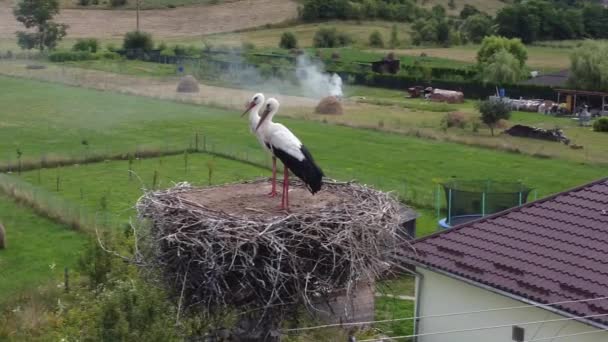 Schöne Aussicht Über Ein Storchennest Rumänischen Dorf Recea Cristur Siebenbürgen Lizenzfreies Stock-Filmmaterial