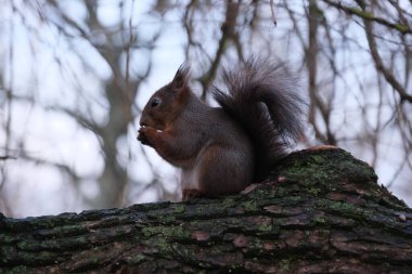 A squirrel on a tree eating a nut in the Skansen park, Stockholm, Sweden clipart