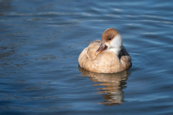호수의 물에서 헤엄치고 암컷의 모습을 가까이 — 스톡 사진