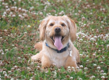 Teriyer bir köpeğin portresi. Çimlerin üzerinde uzanmış, dili dışarı çıkmış bir şekilde..