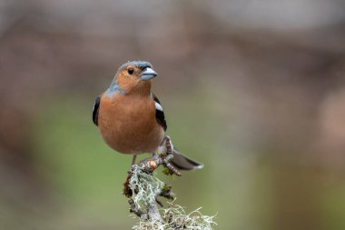 Erkek bir ispinoz eski bir liken dalına tünemiş. Kafasında yağmur damlaları var.