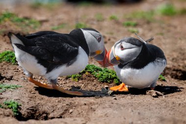 Close up of two puffins touching beaks as if kissing