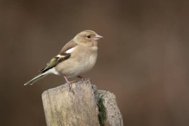Fringilla coelebs adında dişi bir papatyanın güzel bir portresi, bir direğin tepesine tünemiş gibi. Arkaplan kopyalama alanı ile sade