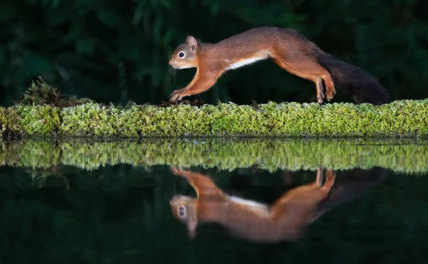 a red squirrel next to a pool. Taken at night with flash, it shows the animal jumping with a reflection in the water