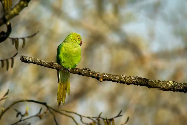 stock image Pictured here is a ring-necked parakeet perched on a branch with space for copy around it.