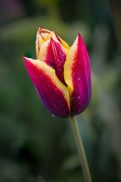 赤と黄色のチューリップの1つの花の終わりです 花頭には水滴があります 自然暗い背景を背景に — ストック写真
