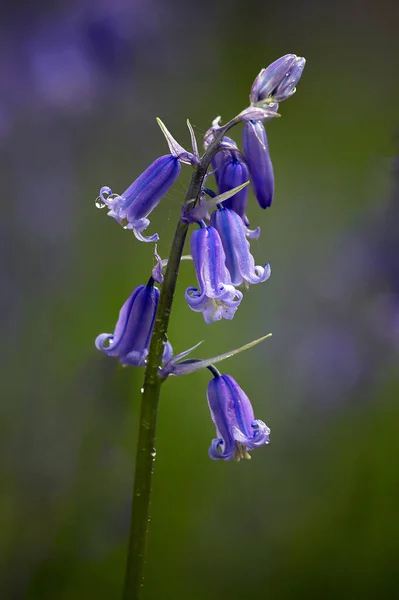 stock image A close up of a spanish bluebell in flower. Taken against a natural blurred background with space for type