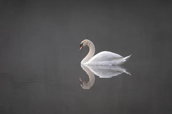 Мінімалістичний Вигляд Німого Лебедя Ранковому Тумані Він Відображається Воді Чіткий — стокове фото