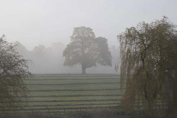 Single Tree Framed Two Other Trees Image Taken Early Misty — Stock Photo, Image