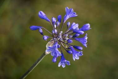 Bir Agapanthus 'a yakın çekim, Mavi Afrika Zambağı, çiçek açmaya başlıyor. Kimliği bulanıklaşan doğal yeşil bir arkaplan üzerine kuruludur. Etrafta metin için boşluk var