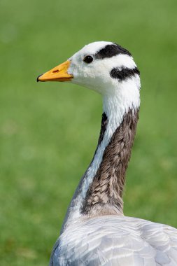 A close up portrait of the head and neck or a bar headed goose, Anser indicus.