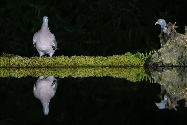 Taken at night with flash is a pair of wood pigeons. One is staring at the camera and the other is hiding behind a stump. They are reflected in the water
