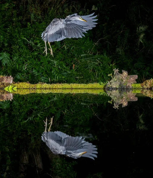 Captured Night Grey Gray Heron Flight Wings Spread Coming Land — Stock Photo, Image