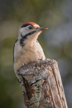 Büyük benekli ağaçkakan, Dendrocopos major, eski bir ağaç gövdesinin tepesinde poz verir.