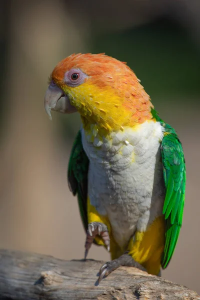 Retrato Caique Barriga Branca Colorido Também Conhecido Como Papagaio Barriga — Fotografia de Stock