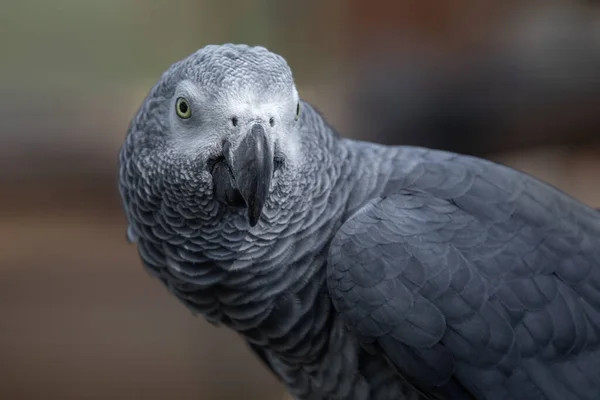 Close Half Portrait African Grey Parrot Stares Forward Space Text — Stock Photo, Image