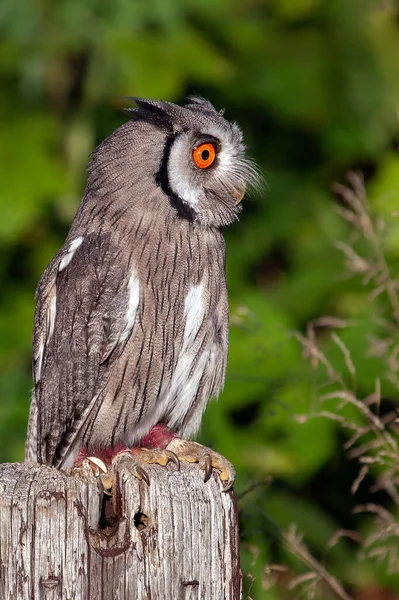 A full length portrait of a white faced scope owl as it perches on a wooden post. It is looking to the right into space where text could be added