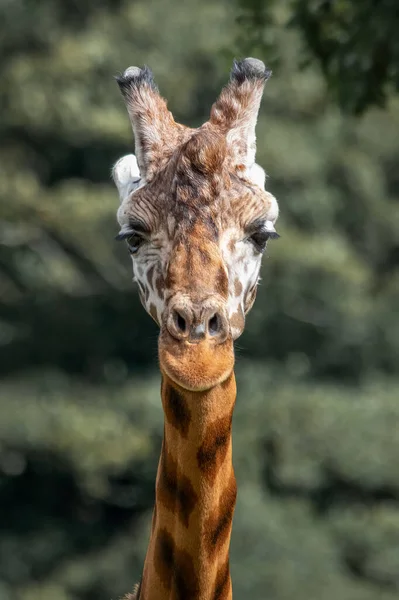 Zblízka Portrét Hlavy Žirafy Dívá Přímo Kamery Přirozeným Pozadím — Stock fotografie