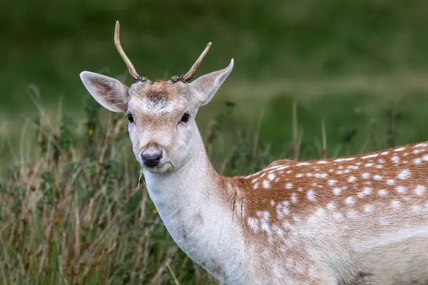 A half portrait of a fallow young deer prickett. It is staring forward looking at the camera and has blades of grass in his mouth