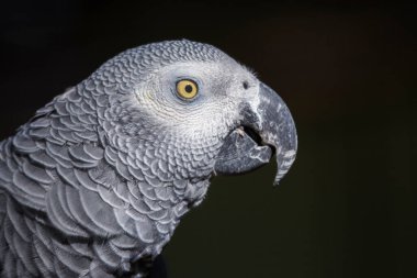 Koyu bir geçmişi olan Afrikalı gri bir papağanın çok yakın profil portresi. Tüylerinde ve gözlerinde ayrıntıları gösteriyor..