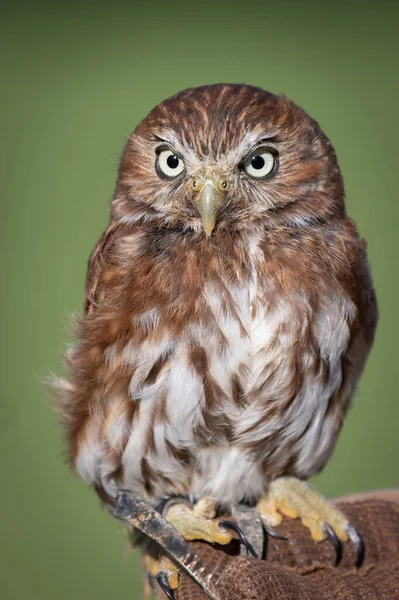 Güney Amerika 'nın en küçük baykuşlarından birinin portresi, yırtıcı bir pigme baykuş Glaucidium brasilianum. Eldivenin üzerine tünemiş bir baykuş.