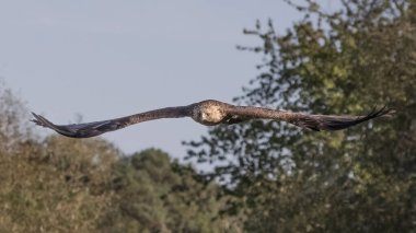 Uçan bir altın kartal. Uçuyor ve kanatları açık bir şekilde yakalanıyor ve kanat uçları ortaya çıkıyor.