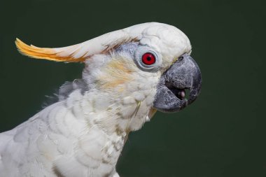 Citron ibikli kakadunun yan profil portresi, Cacatua sulphurea citrinocristata. Başında sarı arma ve gagası var.