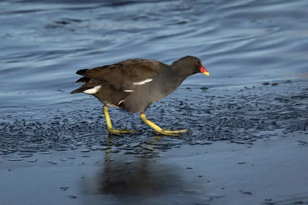 a close up of a moorhen as it walks on the ice. It shows its large feet and there is ample room for text around the subject