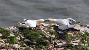 Uçurumun kenarında iki sümsük kuşu kavga ediyor. Birinin gagası diğerinin içinde. Arka planda bulanık deniz var.