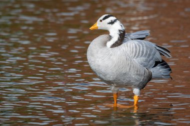 Çubuk başlı bir kazın yakın çekimi, Anser indicus, bir havuzun sığ sularında duruyor.