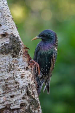Bir sığırcık, Sturnus vulgaris 'in yakın portresi, gümüş bir huş ağacının dik gövdesine tünediği gibi. Dergi kapağı için ideal bir tasarım.