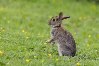 Sarı düğün çiçekleriyle çevrili çimenlerin üzerinde oturan genç bir tavşanın yakın plan portresi. İki bacağı da yerden havalanarak dik bir konumda duruyor.. 