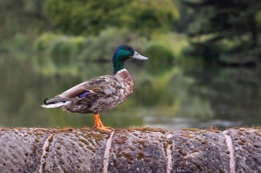 Taş bir duvarda duran erkek bir yaban ördeği. Arka planda gölle birlikte. Odak dışı. Bu onun yakın profil portresi.