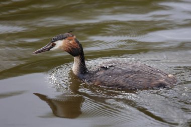 Suda yüzerken yansıması olan büyük bir ibikli yaban ördeği..
